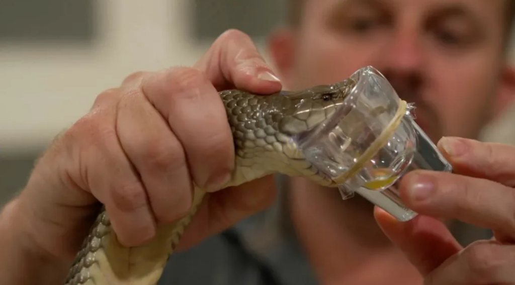 The Poison Paradox: How Australia's Deadliest Creatures Are Saving Lives