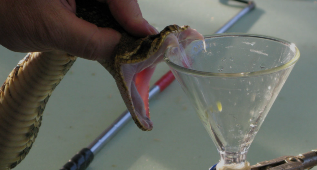 The Poison Paradox: How Australia's Deadliest Creatures Are Saving Lives